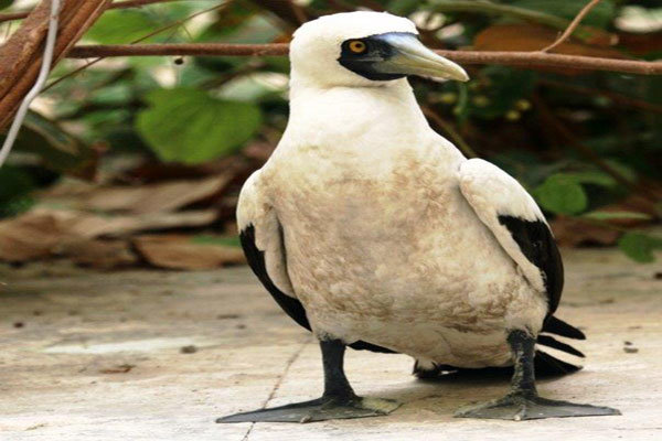 مشاهده پرنده کمیاب بوبی نقابدار بعد از ۴۳ سال در چابهار