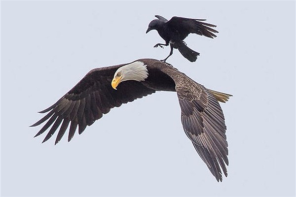 سواری گرفتن یک کلاغ از عقاب؛ تصاویر از نشنال جئوگرافی