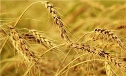 فائو: امسال تولید گندم در 