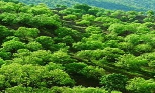 همکاری دفتر منطقه‌ای یونسکو در تهیه اسناد باستانی بودن جنگل‌های زاگرسی