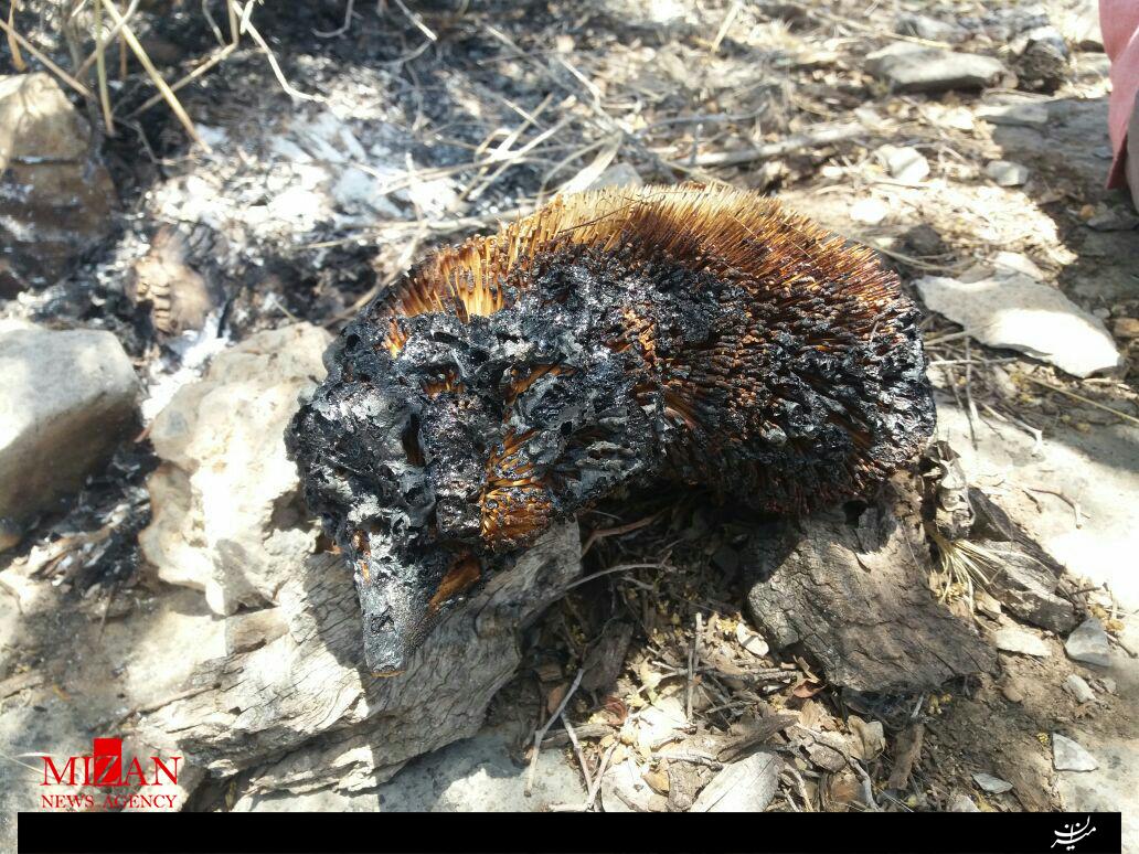 آخرین وضعیت آتش سوزی جنگل پاسارگاد/آسیب به زیستگاه خرس قهوه ای و سوختن برخی حیوانات/به نیروها دستور دادیم تا فردا در منطقه بمانند