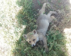 رهاسازی یک قلاده روباه پس از 42 روز تیمار