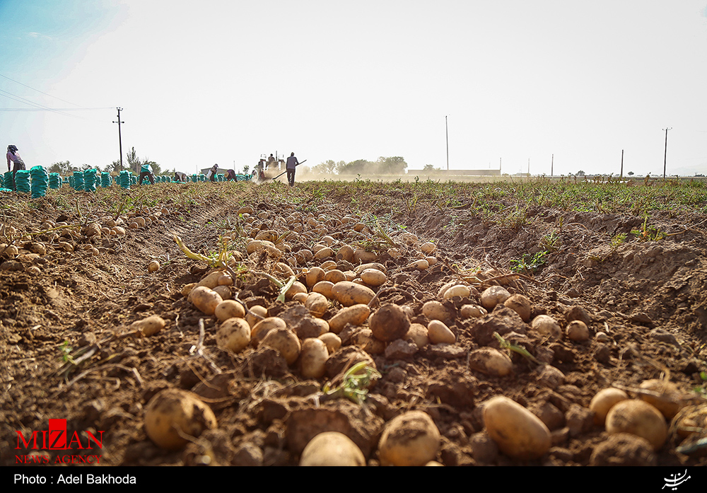 برداشت سیب‌زمینی در همدان آغاز شد+ عکس