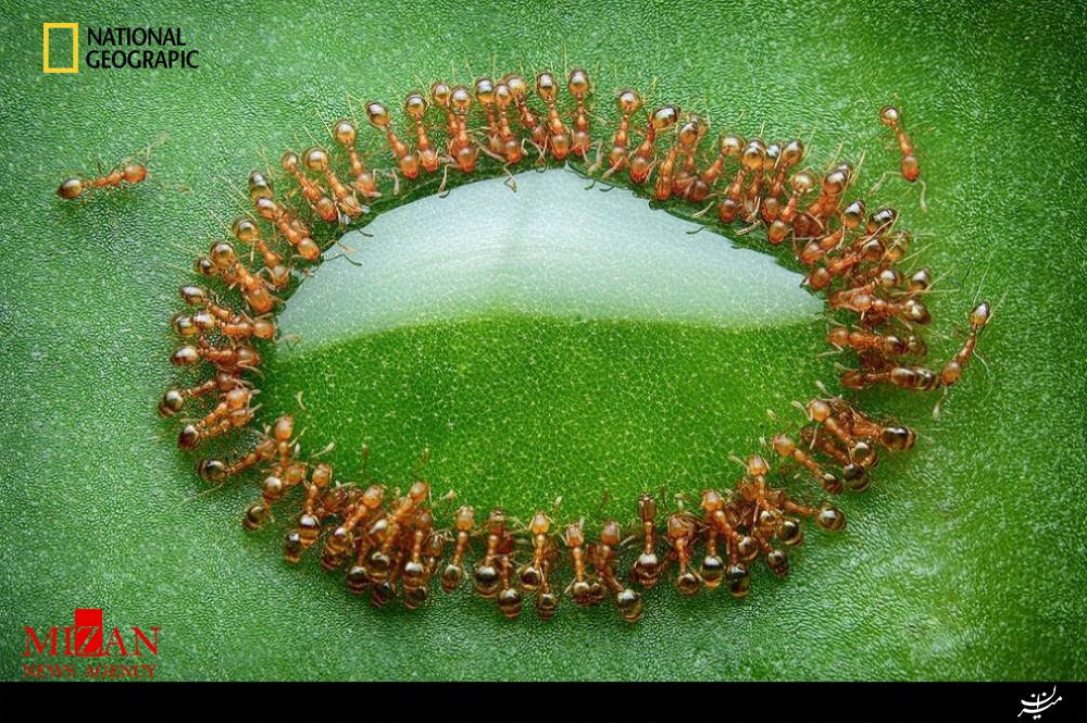 تصویری جذاب از آب خوردن دسته جمعی مورچه ها
