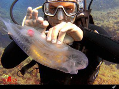 تنها ماهی شیشه ای جهان را بشناسید!+تصاویر