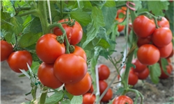 تولید 21 تن گوجه‌فرنگی در یک هکتار توسط کارشناسان کشاورزی 