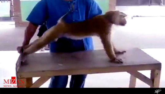 تمرین بدن سازی میمون + فیلم