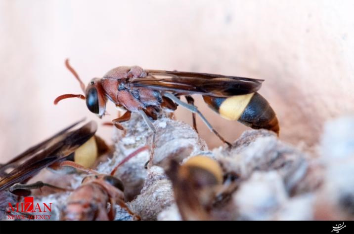 روش جالب زنبورداران برای از بین بردن زنبورهای قاتل آسیایی+تصاویر