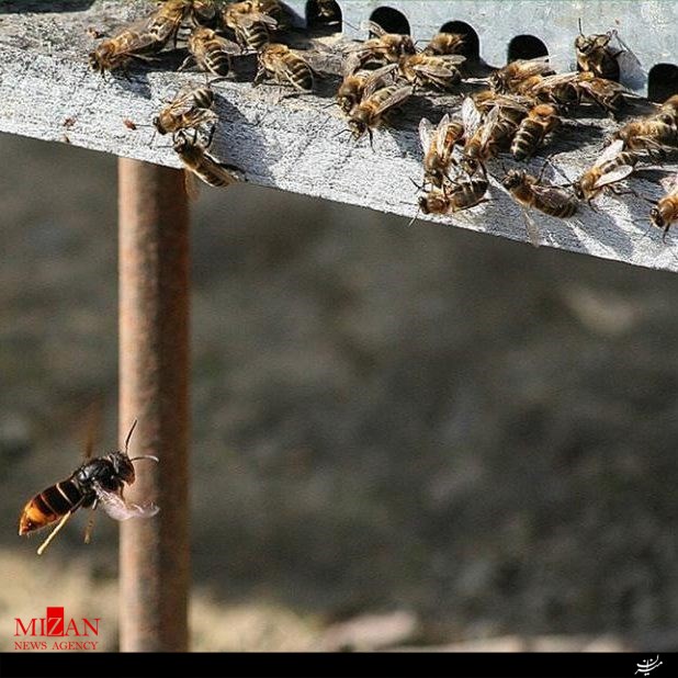 روش جالب زنبورداران برای از بین بردن زنبورهای قاتل آسیایی+تصاویر