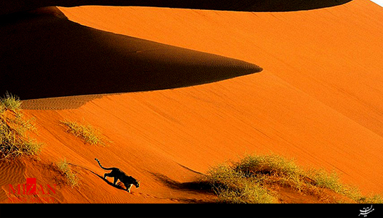 حیات وحش زیبا و حیرت آور از صحرای نامیب + فیلم