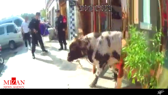 شهرآشوبی گاو چینی پای پلیس را هم به میدان کشاند! + فیلم