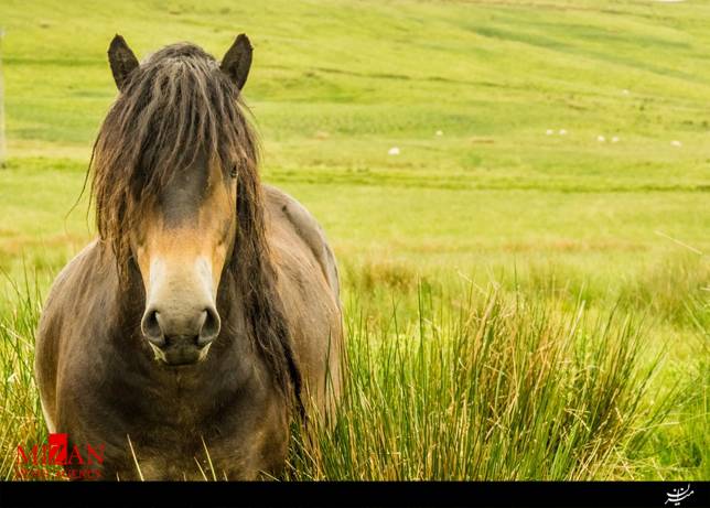 10 نژاد زیبا و عجیب از اسب ها+تصاویر