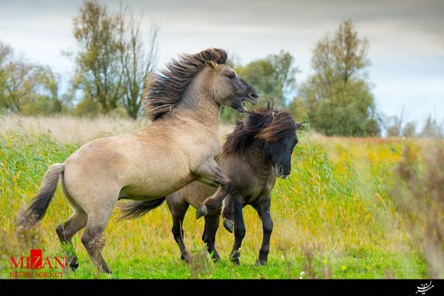 10 نژاد زیبا و عجیب از اسب ها+تصاویر