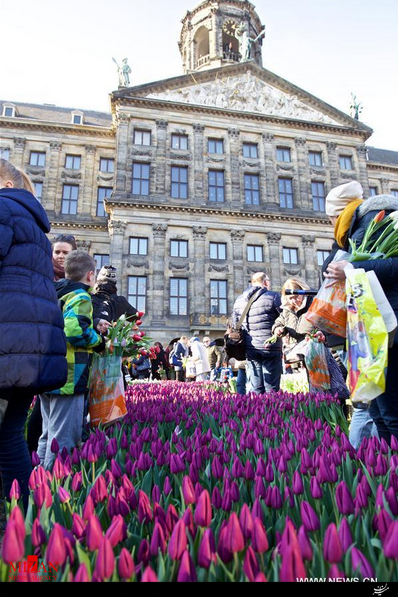 روز لاله هلندی در آمستردام+عکس