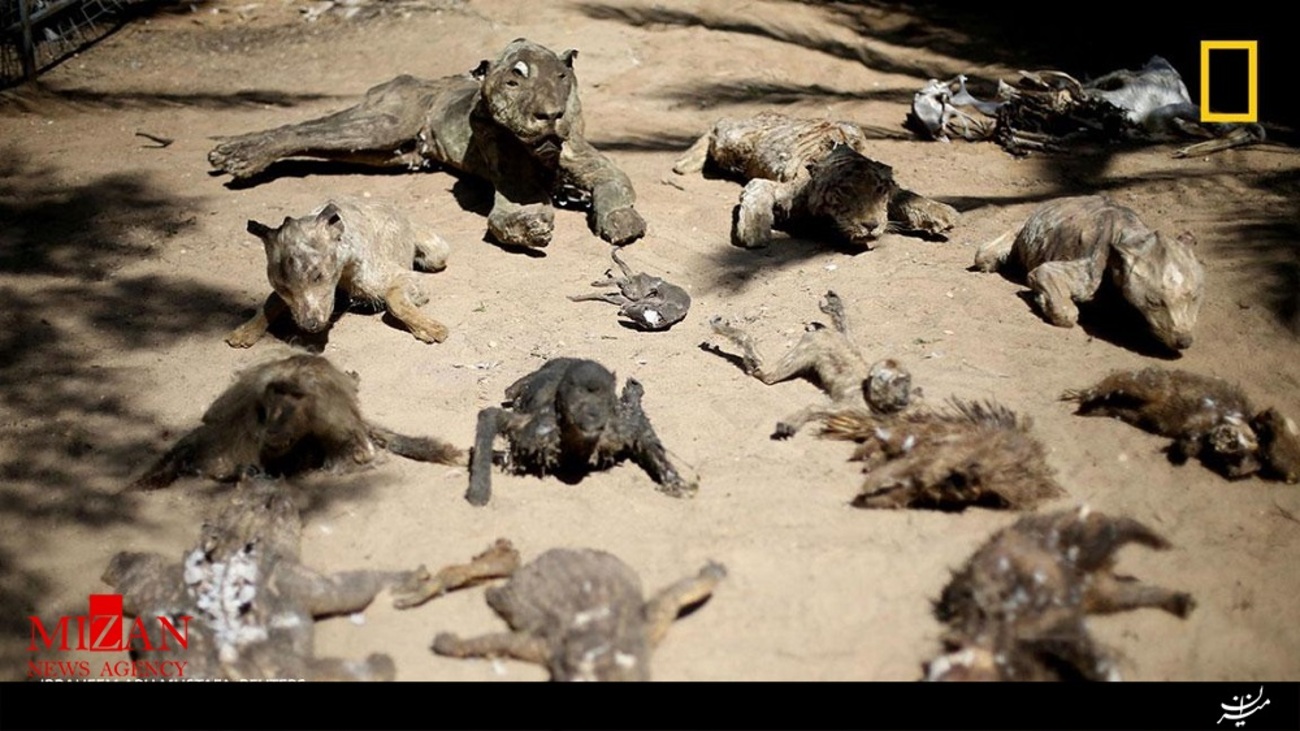 حیوانات پوسیده شده باغ وحشی در خان یونس در غزه که در طول جنگ 22روزه از بین رفته اند