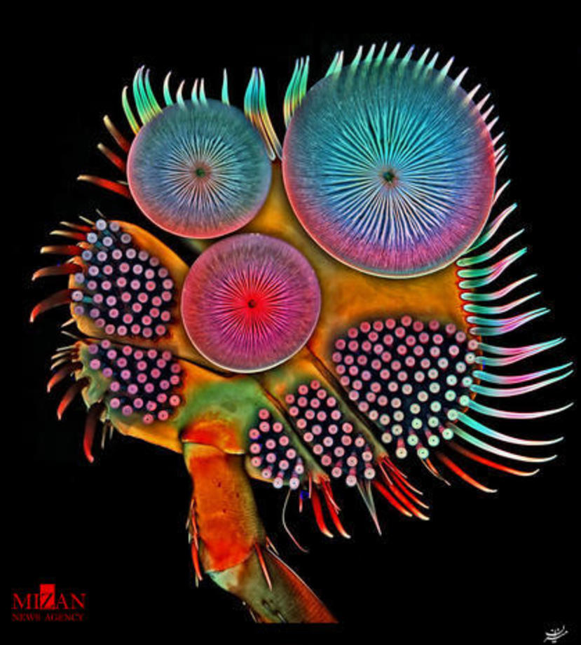 تصویر میکروسکوپی پای یک سوسک غواص نر