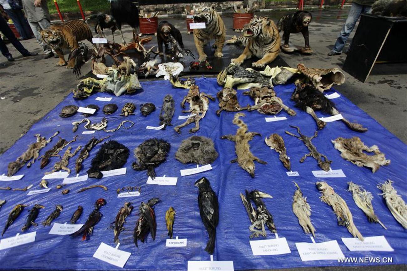 کشف محموله قاچاق پوست و تاکسیدرمی گونه هایدر معرض خطر توسط پلیس و سازمان حفاظت از منابع طبیعی در باندونگ اندونزی که به آتش کشیده شد