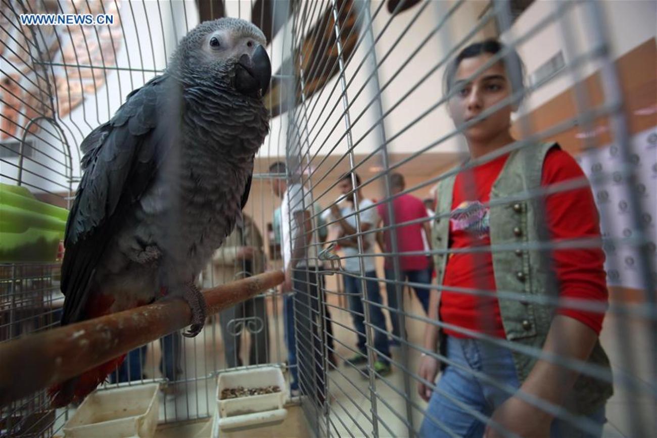 نمایشگاه فلسطینی از پرندگان خانگی در سیتی بانک در اریحا