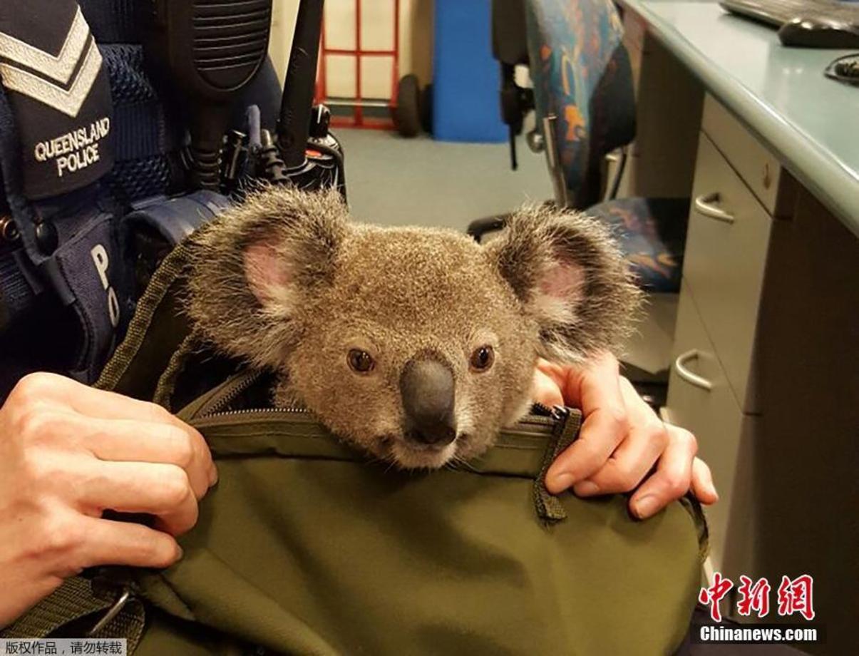 خرس کوآلایی که در یک کوله پشتی در فرودگاه سیدنی استرالیا پیدا شد