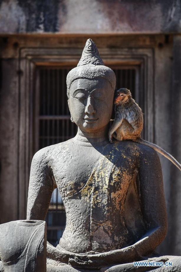 میمون خرچنگ خور بر روی مجسمه بودا در معبد بزرگ لوپبوری در مرکز تایلند که یکی از جاذبه های توریستی این کشور به حساب می آید
