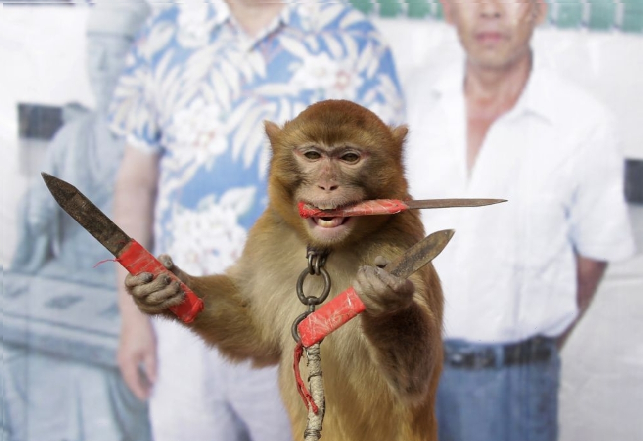 یک میمون شکارچی با دردست داشتن چاقو  و ایستادن بر روی یک تخت و در حال آموزش روزانه در روستای Baowan/جیسون لی / رویترز
