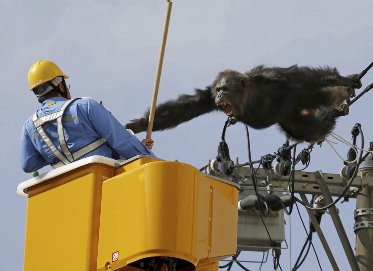 شامپانزه نر Chacha پس از فرار از  Yagiyama پارک جانورشناسی سر یک مرد که  تلاش می کند تا او را دستگیر فریاد می زند/ کیودو/رویترز