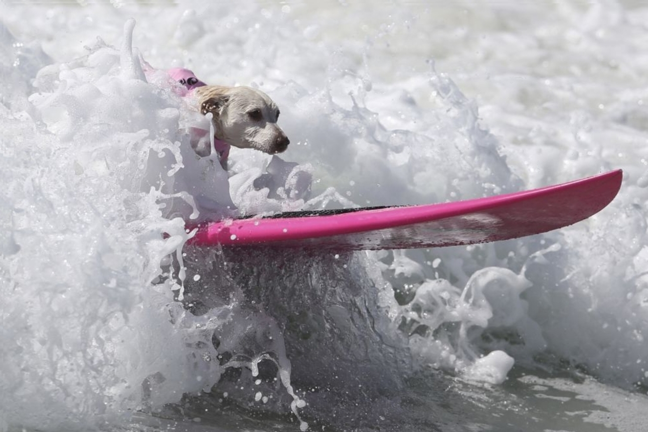 سگ موج سوار در طول رقابت گشت و گذار  در هانتینگتون/ لوسی نیکلسون/رویترز