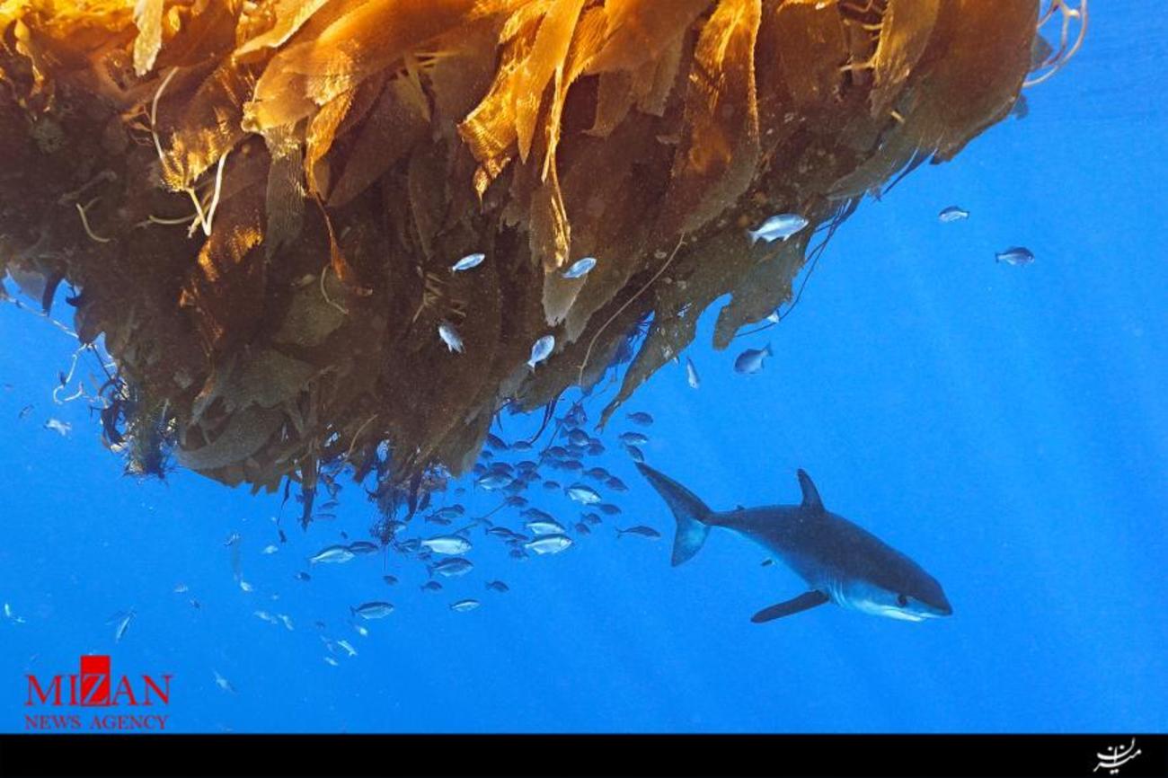 کوسه ماکو Shortfin در حال تولید نوزادان خود  در تابستان در سواحل سن دیگو، کالیفرنیا است.