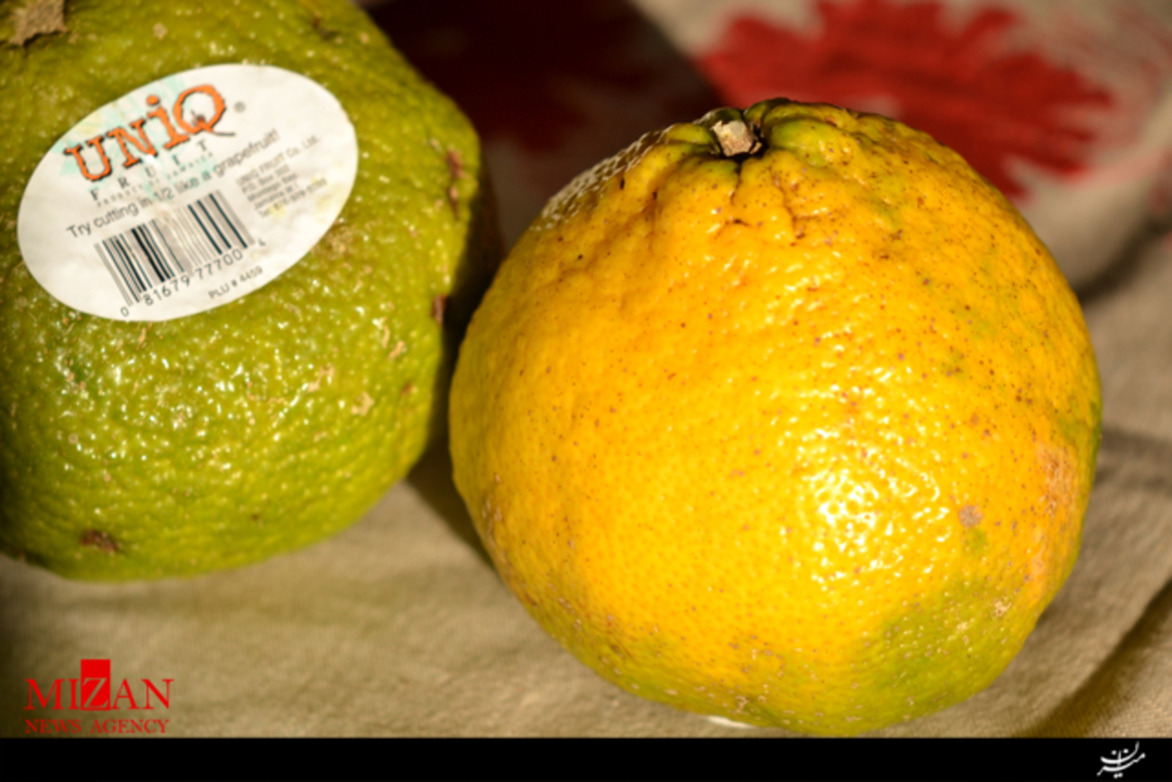 میوه زشت یک نوع نارنگی است که اصل و نسب جاماییکایی دارد