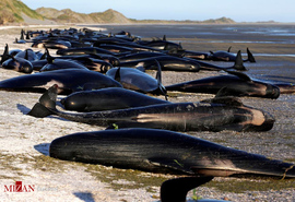 خودکشی گروهی نهنگ ها در زلاندنو
