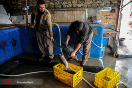 فروش ماهی زنده که از مزارع پرورش ماهی آمل و بابل در شرایط خاص به مریوان حمل می شوند. 