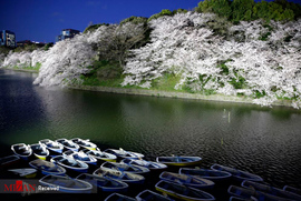 شکوفه های بهاری در ژاپن