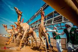 مسابقات دو شترها در امارات