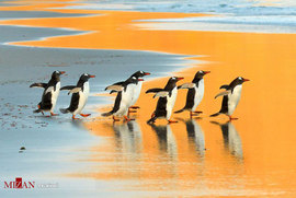 ورود پنگوئن ها به اقیانوس اطلس 