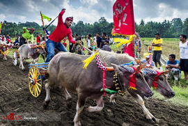 مسابقات سنتی گاو رانی در اندونزی