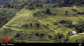 مزارع برنج در ویتنام