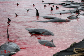 کشتار نهنگ ها در جزایر فارو