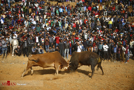 مسابقه گاوها در جریان جشنواره ای در نپال