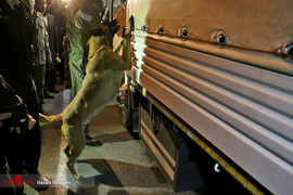 جست و جوی سگ پلیس در خودروهای مشکوک در طرح امنیت و آرامش شبانه تهران   