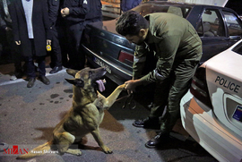 جست و جوی سگ پلیس در خودروهای مشکوک در طرح امنیت و آرامش شبانه تهران   