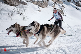 مسابقات اسکیت سواری با سگ در روسیه