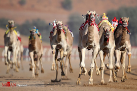 مسابقات شتر سواری در امارات