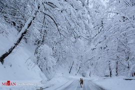 بارش برف در جاده جنگلی عباس آباد به کلاردشت