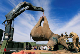 انتقال فیل ها به مناطق امن در کنیا