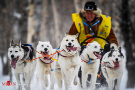 مسابقات سگ های سورتمه ران در روسیه