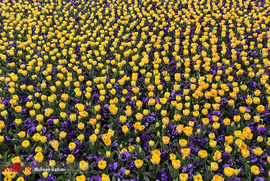 جشنواره گل های بهاری در مشهد