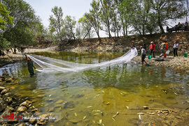 نجات ماهیان گرفتار شده در جنوب زاینده رود