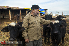 پرورش گاومیش در مازندران