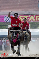 جشنواره سالانه مسابقه بوفالو در تایلند