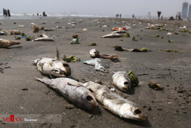 ماهی های های تلف شده به دلیل آلودگی آب در پاکستان 